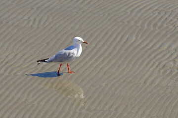 Closeup of a seagull sea walking on the sandy beach