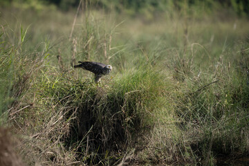 Eagle perched atop tall grass and bushes.