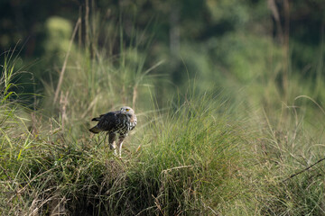 Hawk amidst lush vegetation in a grassy field.