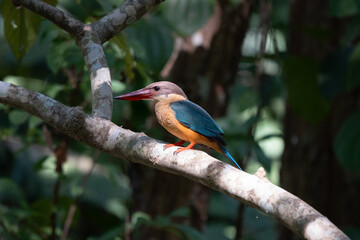 Kingfisher perched on a tree branch.
