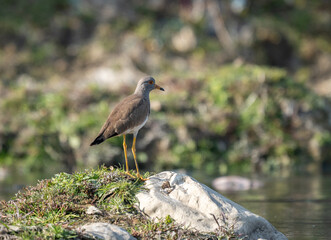 Lapwing perched gracefully amidst a landscape of grass and scattered rocks.