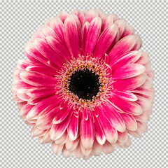 Red and white gerbera flower isolated on transparent background