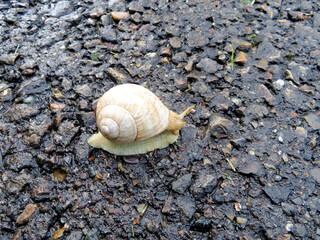 Schnecke