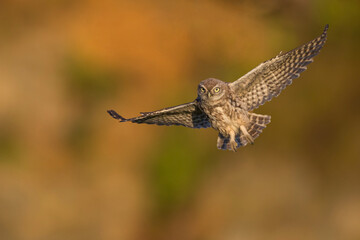 Little Owl in Flight, Sunset 