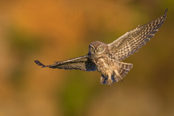 Young little owl (Athene noctua) is flying with prey close up detail sunset 