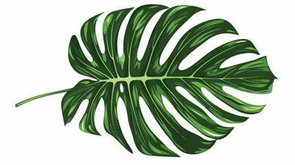 Top view of monstera palm leaf with stalk. Simple col