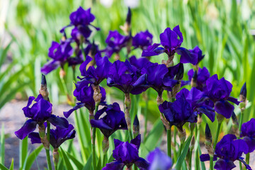 Blooming Iris - Iris in the garden, with a colorful background.