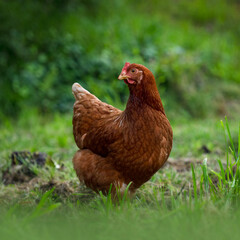 Portrait of hen and red free in the field