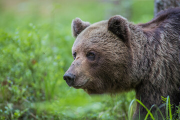 Brown bear - close encounter with a wild brown bear eating in the forest and mountains of the Notranjska region in Slovenia