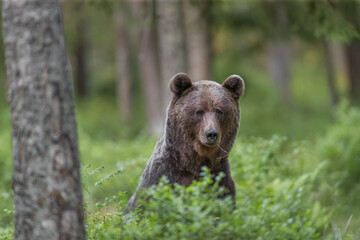 Brown bear - close encounter with a wild brown bear eating in the forest and mountains of the Notranjska region in Slovenia