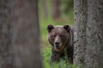 Brown bear - close encounter with a wild brown bear eating in the forest and mountains of the Notranjska region in Slovenia