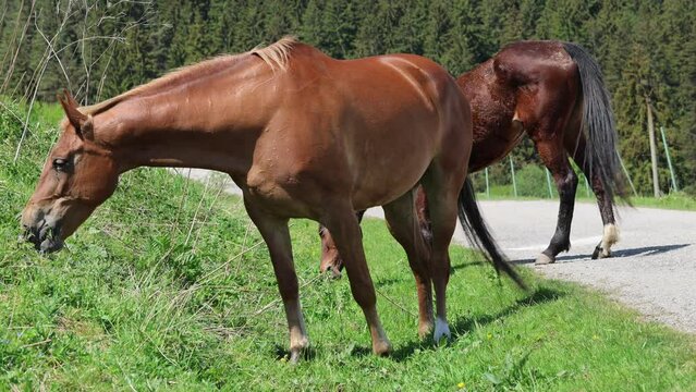 Grazing horses on spring grass.
