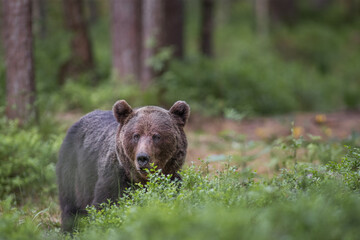 Brown bear - close encounter with a wild brown bear eating in the forest and mountains of the...