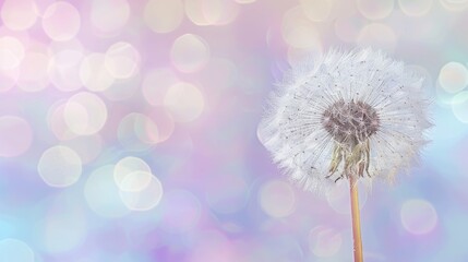 Whispers of Spring: Delicate Dandelion Against Dreamy Backdrop
