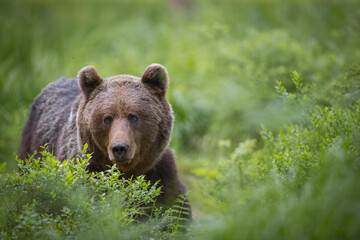 Brown bear - close encounter with a wild brown bear eating in the forest and mountains of the...