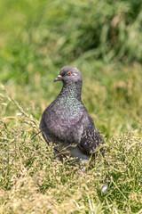 Pigeon in the grass. A wooden bird feeder on a tree. Green background. Chasing pigeons. Feed the birds. Clean feathers. Peck from the ground. Bird kingdom. Young crow. City birds near the bird feeder 