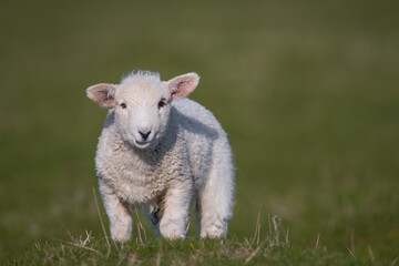 Naklejka premium cute little lamb on fresh spring green meadow during sunrise