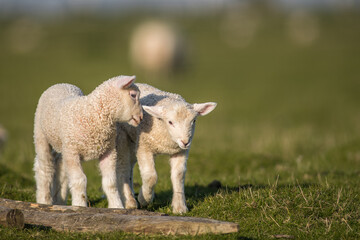 Obraz premium cute little lamb on fresh spring green meadow during sunrise