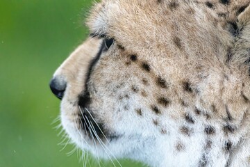 Cheetah basking in the sunshine