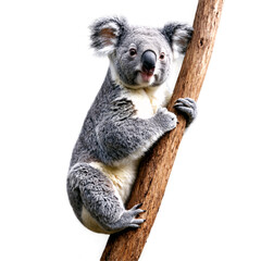 koala on a tree