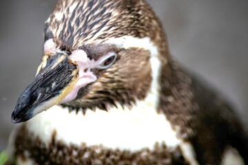 close up of a penguin