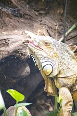 iguana on the rock