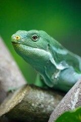 green iguana on a branch