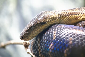 close up of a snake