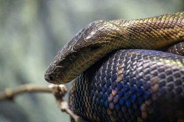 close up of a snake