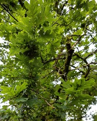 green leaves and sun