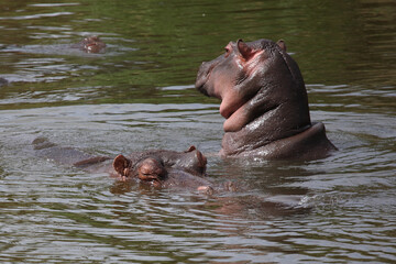 Fototapeta premium Flußpferd / Hippopotamus / Hippopotamus amphibius
