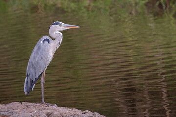 Afrikanischer Graureiher / Grey heron / Ardea cinerea