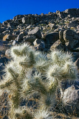 (Cylindropuntia bigelovii) - cactus shape with long silvery spines with rock desert near Joshua...
