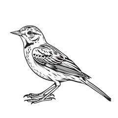Skylark in cartoon, doodle style. Image for t-shirt, web, mobile apps and ui. Isolated 2d vector illustration in logo, icon, sketch style, Eps 10. AI Generative