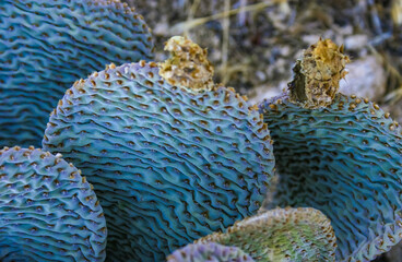 Chenille Prickly Pear Cactus (Opuntia aciculata) - Mojave Desert, Joshua Tree National Park, CA