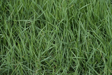 green grass background