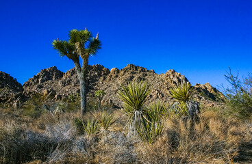Rock landscape, Yucca Brevifolia Mojave Desert Joshua Tree National Park, CA