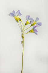 Oxalis flower. Dried bud on white background