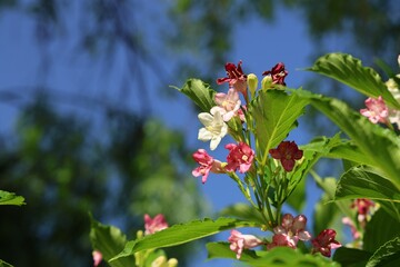 식물원 병꽃나무 꽃