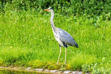 Grey heron with a long neck stands in a grassy field
