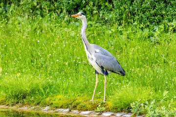 Fototapeta premium Grey heron with a long neck stands in a grassy field