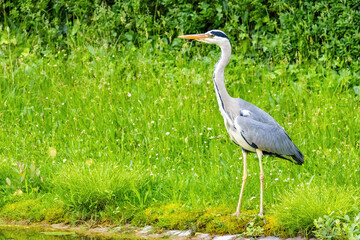 Grey heron with a long neck stands in a grassy field