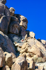 Desert stone landscape Joshua Tree, Big Rocks and Yucca Brevifolia Mojave Desert, Joshua Tree National Park, California