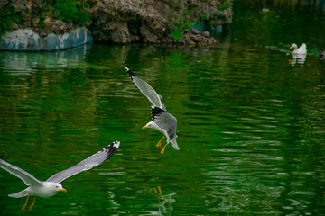 Seagull diving in the lake.