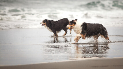 
Australian Shepherd dogs running happily along the beach shore
