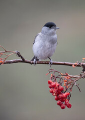 Blackcap, Sylvia atricapilla