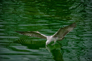 Seagull diving in the lake.