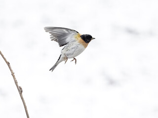 Brambling, Fringilla montifringilla