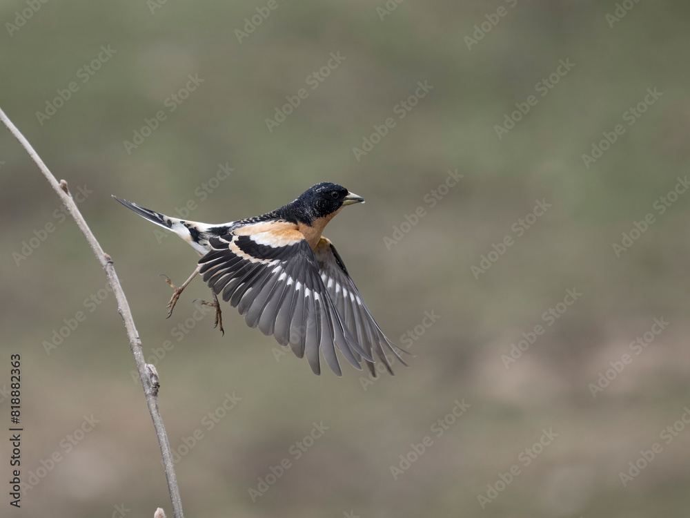 Wall mural Brambling, Fringilla montifringilla