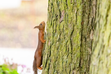 cute young squirrel portrait on tree at park, wildlife